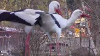 Flying Signs of Spring  White Storks  The wonderful Migratory Birds  Wildlife Park Poing [upl. by Golding]