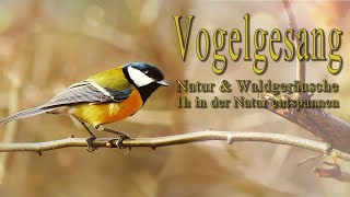 Vogelgezwitscher Vogelstimmen Waldgeräusche Vogelgesang  Entspannung amp Einschlafen [upl. by Enrak]