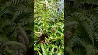 🌴 Tree fern popping new growth 😍 [upl. by Dnaltroc707]