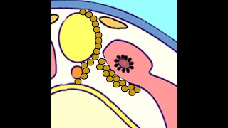 Embryology Somitogenesis Turning Paraxial Mesoderm into Dermatome Myotome and Sclerotome [upl. by Sonafets496]