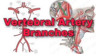 Vertebral Artery Branches  Basilar Artery  Communicating Artery  EduLesson [upl. by Muhan]