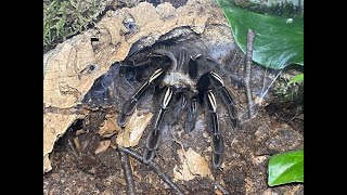 Ephebopus murinus Skeleton tarantular rehouse and care [upl. by Burny]