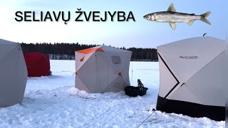 APIE SELIAVŲ ŽVEJYBA ATVIRAI 2024 [upl. by Ching234]