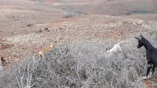 Podenco canario yeray el playa [upl. by Kaenel]