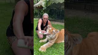 bottle feeding a tiger [upl. by Iem]