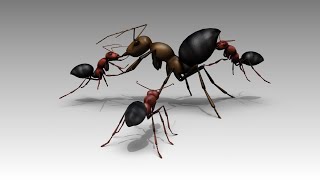 New species of ant explodes to defend colony [upl. by Terrill]