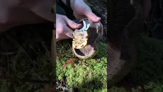 Mushroom ASMR Satisfying Slicing of Cortinarius ponderosus [upl. by Primalia]