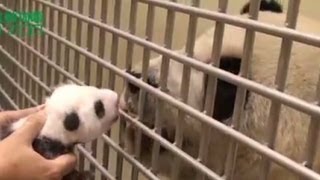 Adorable baby panda meets mom [upl. by Anire]