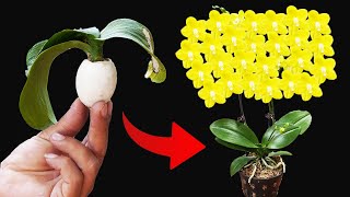 The Secret To Using Chicken Eggs To Revive Wilted Orchids [upl. by Egidio918]