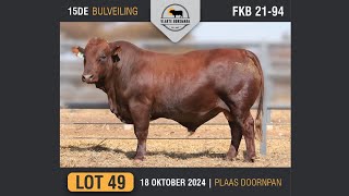 Lot 49  Vlakte Bonsmara Bulveiling  18 Okt 2024 [upl. by Orji]