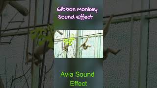 Gibbon Monkey Chanting Sound Effect shorts monkey [upl. by Idnor708]