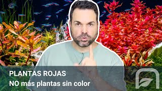 ¡No Más Plantas Pálidas Cómo Hacer las Plantas Rojas de tu ACUARIO Destaquen al Máximo ► [upl. by Atiran]