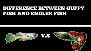 DIFFERENCE BETWEEN GUPPY FISH AND ENDLER FISH [upl. by Pasia611]