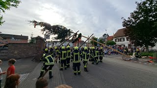 Traditionelles Maibaumstellen der Freiwilligen Feuerwehr Pfinztal Kleinsteinbach am 30 April 2024 [upl. by Olocin60]