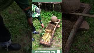 Best working day 2193 The process of removing honeycomb from a beehive in the form of logs [upl. by Lichtenfeld]