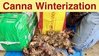 Canna Winterization or Canna Bulb Storage for Winter [upl. by Llesram]