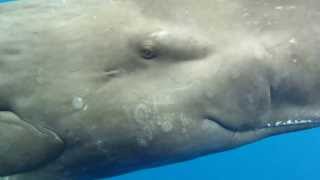 Eye to Eye with a Sperm Whale [upl. by Rebmat]