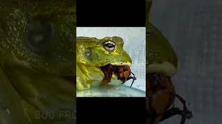 A frog that successfully eats a giant hornet [upl. by Liman]