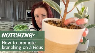 Notching A Ficus  How and when to promote branching on a rubber tree [upl. by Leeland667]