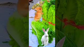 The Weird Eating Habits of Rabbitstheweirdeatinghabitsofrabbits thewonderfulhabitsofrabbits whatr [upl. by Hetty]