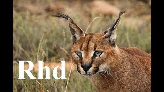 Caracal Lions Koodo of South Africa Karoo National Park Nature 2018 full HD [upl. by Venice]