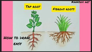 How to draw Types of Root SystemsFibrous Roots Tap Root easy step by step [upl. by Tillion396]