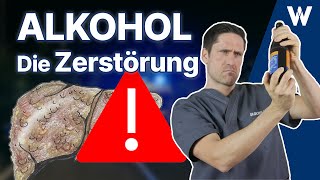 Die Zerstörung Die gefährlichste Droge der Welt  Folgen von Alkohol für Deinen Körper [upl. by Nnhoj]