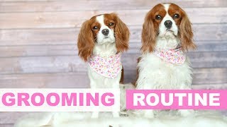 Weekly Dog Grooming Routine How To Tips [upl. by Amahcen897]