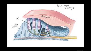 Biology 2020 Lab 1 The Inner Ear Diagrams [upl. by Septima]