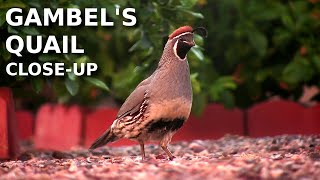 Gambels Quail  Closeup and bird call [upl. by Nawor]