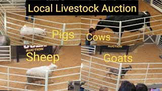 Local Livestock Auction  Cows  Sheep  Goats  Pigs [upl. by Abby531]