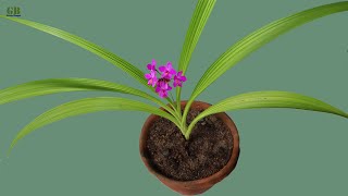 Ground Orchid Preparing Potting Mix and Care Tips [upl. by Gnil332]