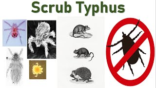 Scrub Typhus A ChiggerBorne Disease  Rickettsial Fever  Chigger Mites  Rodents [upl. by Ayalahs403]