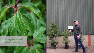 Laurel Hedge Information and Advice about Cherry Laurel and Portuguese Laurel [upl. by Allemac482]