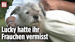 Hund reißt aus Tierpension aus und legt 160 Kilometer in nur einer Nacht zurück  Bern [upl. by Kciregor542]