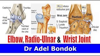 Elbow Joint Radioulnar Joints and Wrist Joint Dr Adel Bondok [upl. by Neron]