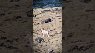 Ram fever dallsheep ram hunt hunting mountainman sheephunting kuiu [upl. by Atiuqcaj]