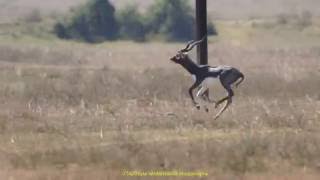 Beautiful BlackBuck on the run [upl. by Ydoc]