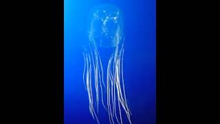 Box Jellyfish vs Irukandji Jellyfish boxjellyfish irukandjijellyfish [upl. by Ailecara]