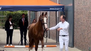 Stamboekkeuring studbook inspection Gelders horses  Ermelo Netherlands 22nd of June 2024 [upl. by Alyahs905]