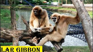 Lar gibbon  jungle ki zindagi [upl. by Wolford]