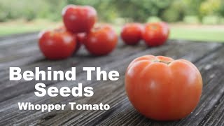 Behind The Seeds Parks Whopper Tomato [upl. by Simons997]