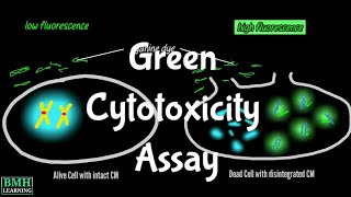 Green Cytotoxicity Assay  CellTox GCA Assay [upl. by Rofotsirk]