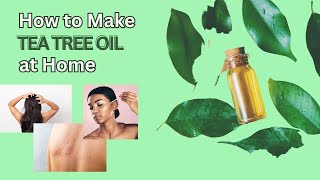 How to Make Tea Tree Oil At Home [upl. by Minni550]