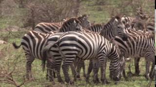 Group of Burchells zebra running and standing in a group Tanzania [upl. by Atekihc]