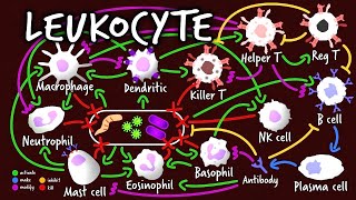 Leukocyte BTS Dynamite Parody  A Capella Science Immunology I [upl. by Lidia]