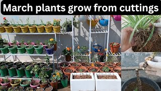 FebruaryMarch plants grow from cuttingsPermanent plants propagationDracaenaGardening [upl. by Barhos]