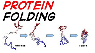 Protein folding mechanism and simulation [upl. by Sanson]