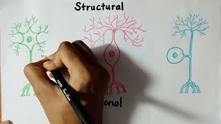 Classification of Neuron cells  Functions [upl. by Yuht]