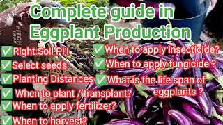 Complete Guide Sa Pagtatanim ng Talong Tutorial in Eggplant Production [upl. by Ardekahs]